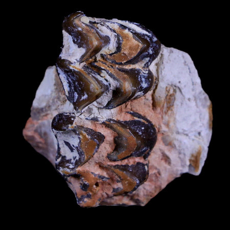 1.2" Oreodont Merycoidodon Fossil Jaw Tooth Bone Oligocene Age Badlands SD COA