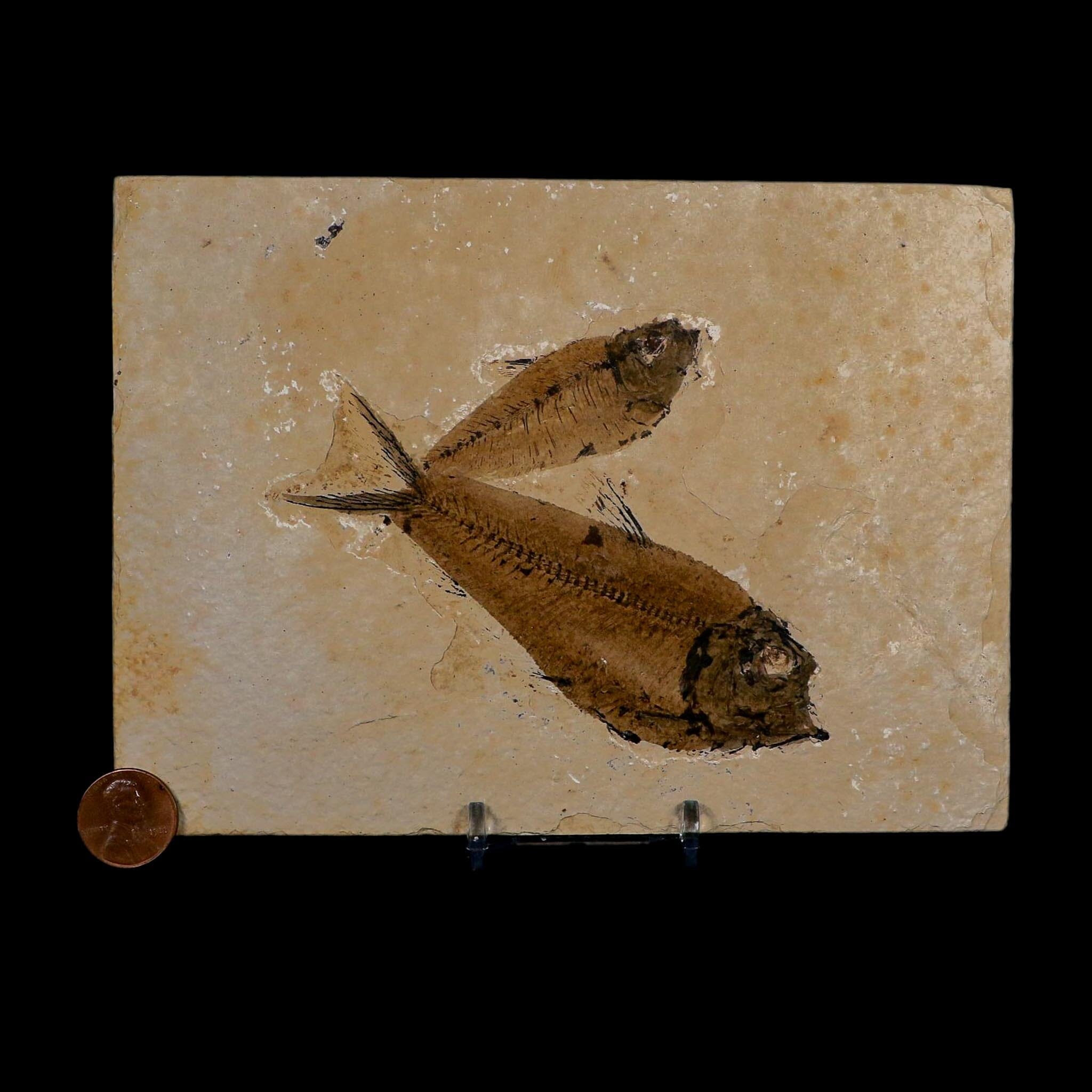2 Two Diplomystus Dentatus Fossil Fish Green River FM WY Eocene Age COA, Stand - Fossil Age Minerals