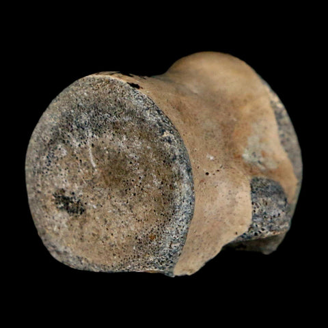 0.8" Champsosaurus Gigas Reptile Fossil Vertebrae Cretaceous Hell Creek FM MT COA