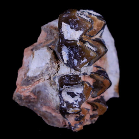 1.2" Oreodont Merycoidodon Fossil Jaw Tooth Bone Oligocene Age Badlands SD COA