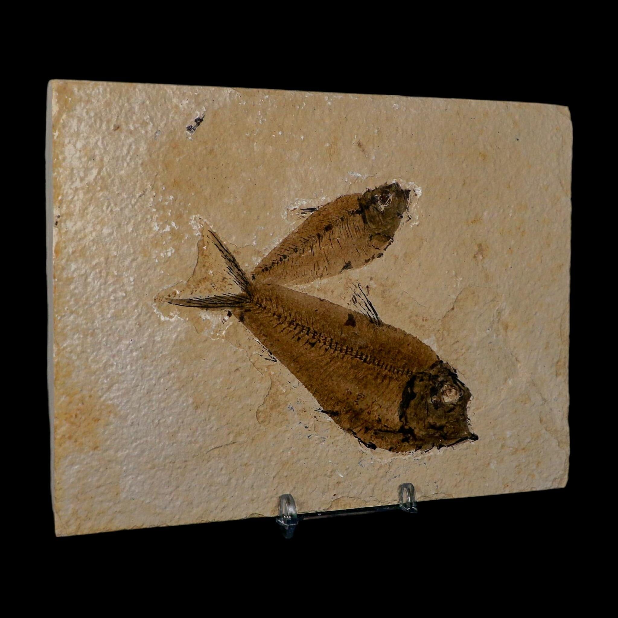 2 Two Diplomystus Dentatus Fossil Fish Green River FM WY Eocene Age COA, Stand - Fossil Age Minerals