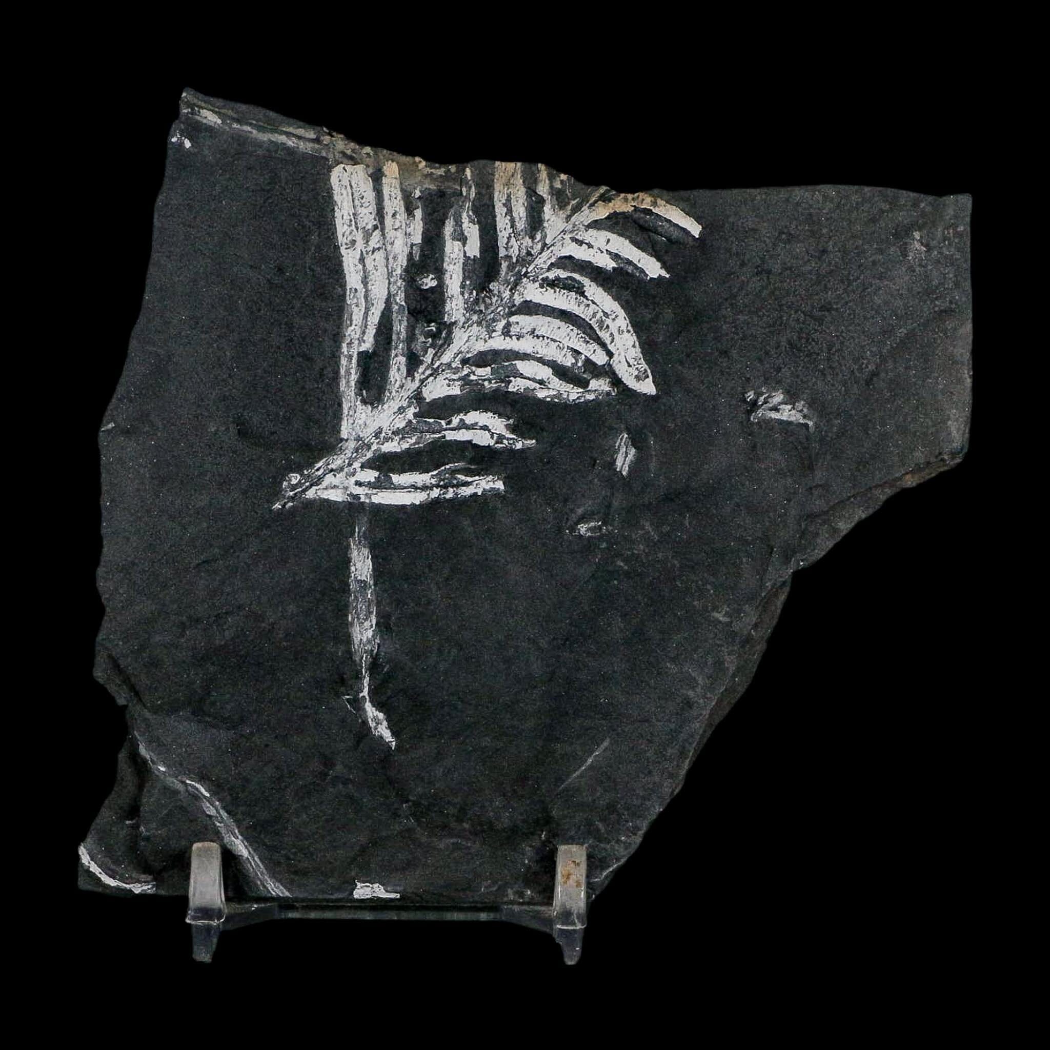 3.7" Alethopteris Fern Plant Leaf Fossil Carboniferous Age Llewellyn FM ST Clair, PA - Fossil Age Minerals