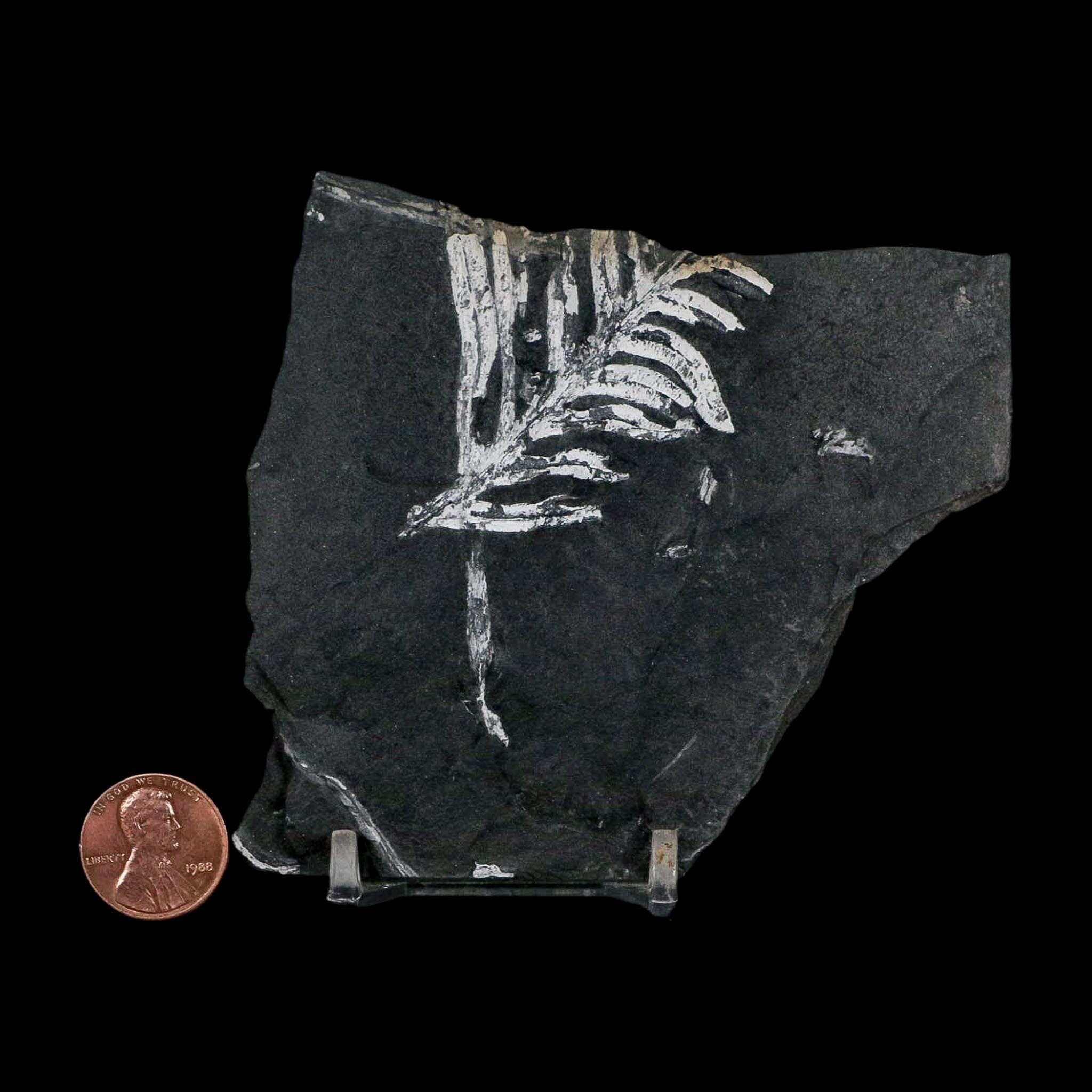 3.7" Alethopteris Fern Plant Leaf Fossil Carboniferous Age Llewellyn FM ST Clair, PA - Fossil Age Minerals
