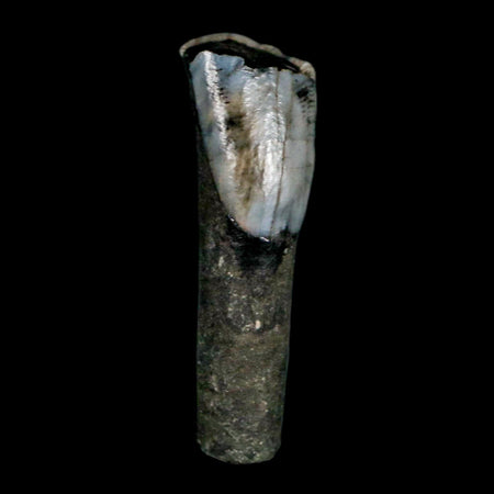 1" Tapir Tapirus Veroensis Fossil Tooth Pleistocene Age Withlacoochee River FL Display