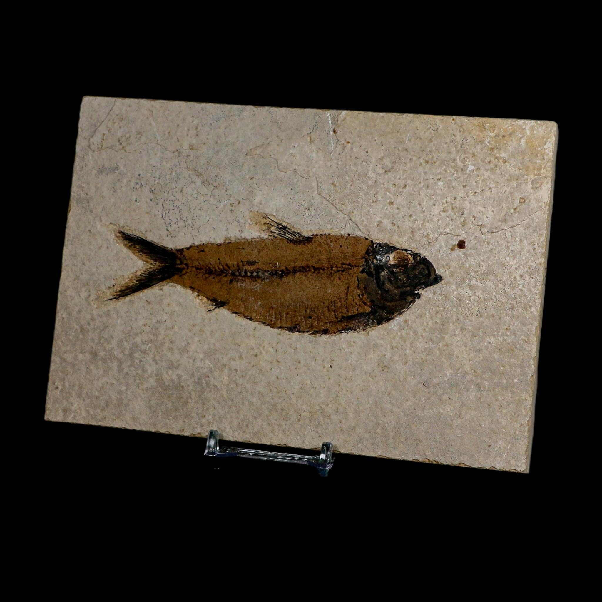 XL 4.7" Knightia Eocaena Fossil Fish Green River FM WY Eocene Age COA And Stand - Fossil Age Minerals