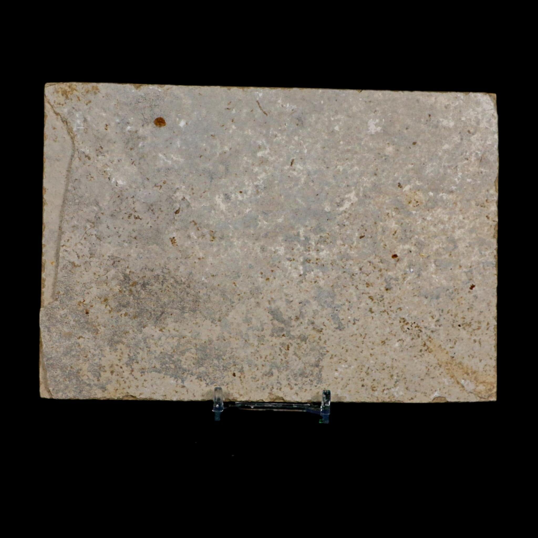 XL 4.7" Knightia Eocaena Fossil Fish Green River FM WY Eocene Age COA And Stand - Fossil Age Minerals