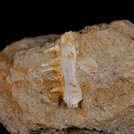 1.4" Saber Toothed Herring Fossil Tooth Jaw Section Enchodus Libycus Cretaceous Age