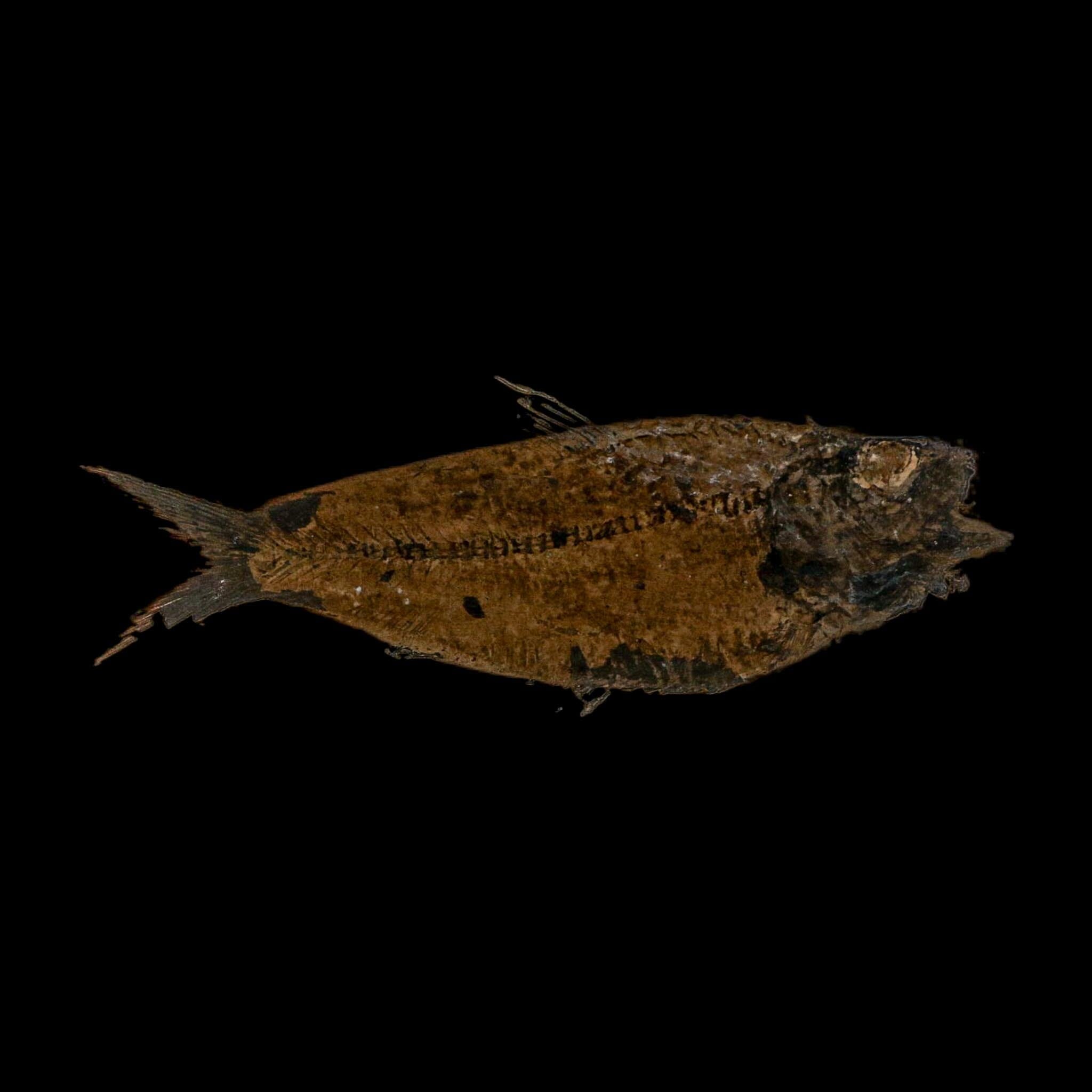 XXL 5" Knightia Eocaena Fossil Fish Green River FM WY Eocene Age COA And Stand - Fossil Age Minerals
