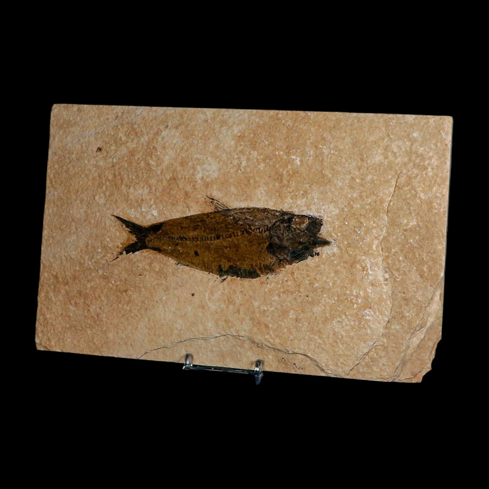 XXL 5" Knightia Eocaena Fossil Fish Green River FM WY Eocene Age COA And Stand - Fossil Age Minerals
