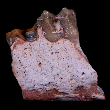 1.2" Oreodont Merycoidodon Fossil Jaw Tooth Bone Oligocene Age Badlands SD COA