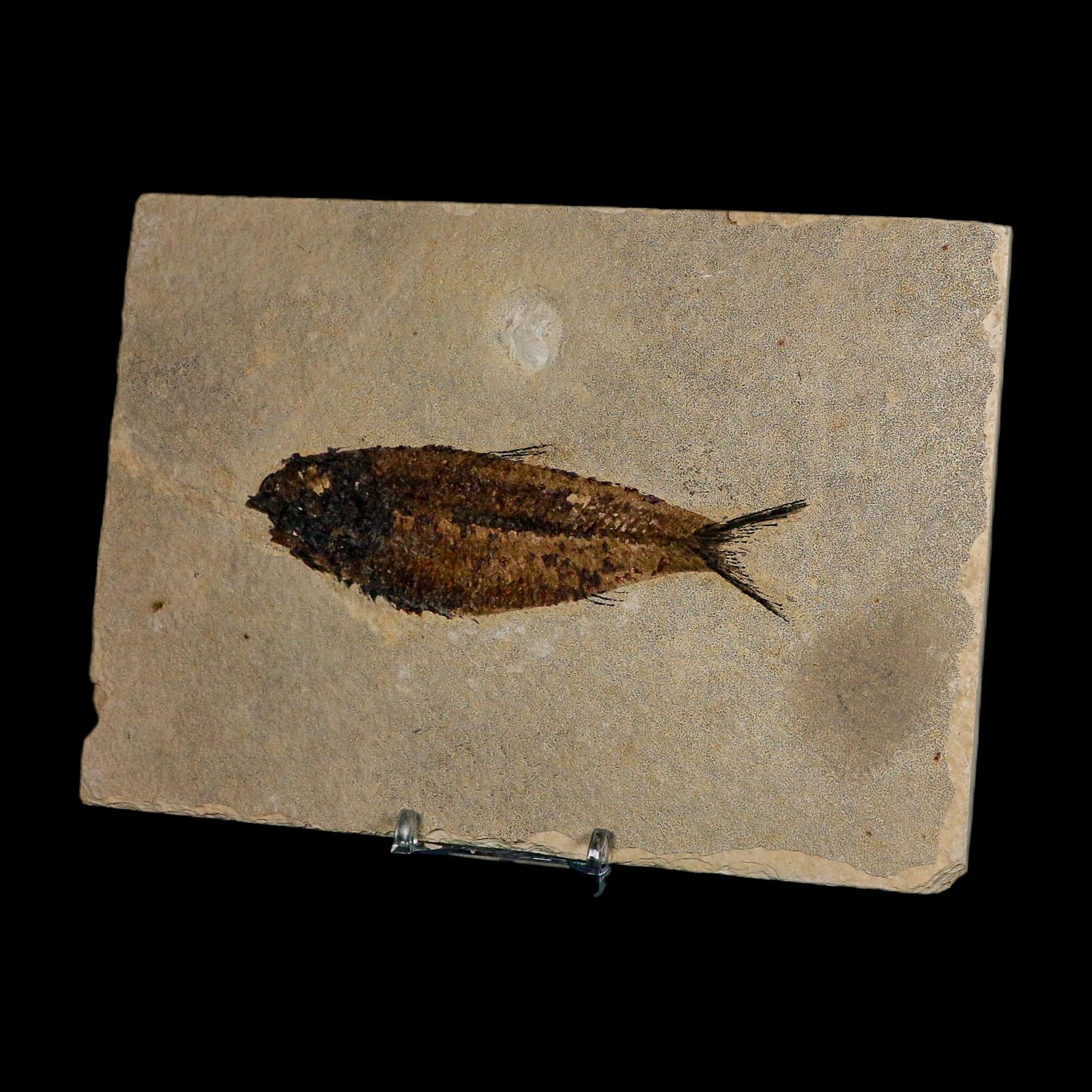 XL 4.6" Knightia Eocaena Fossil Fish Green River FM WY Eocene Age COA And Stand - Fossil Age Minerals