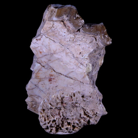 1.6" Oreodont Merycoidodon Fossil Jaw Tooth Bone Oligocene Age Badlands SD COA