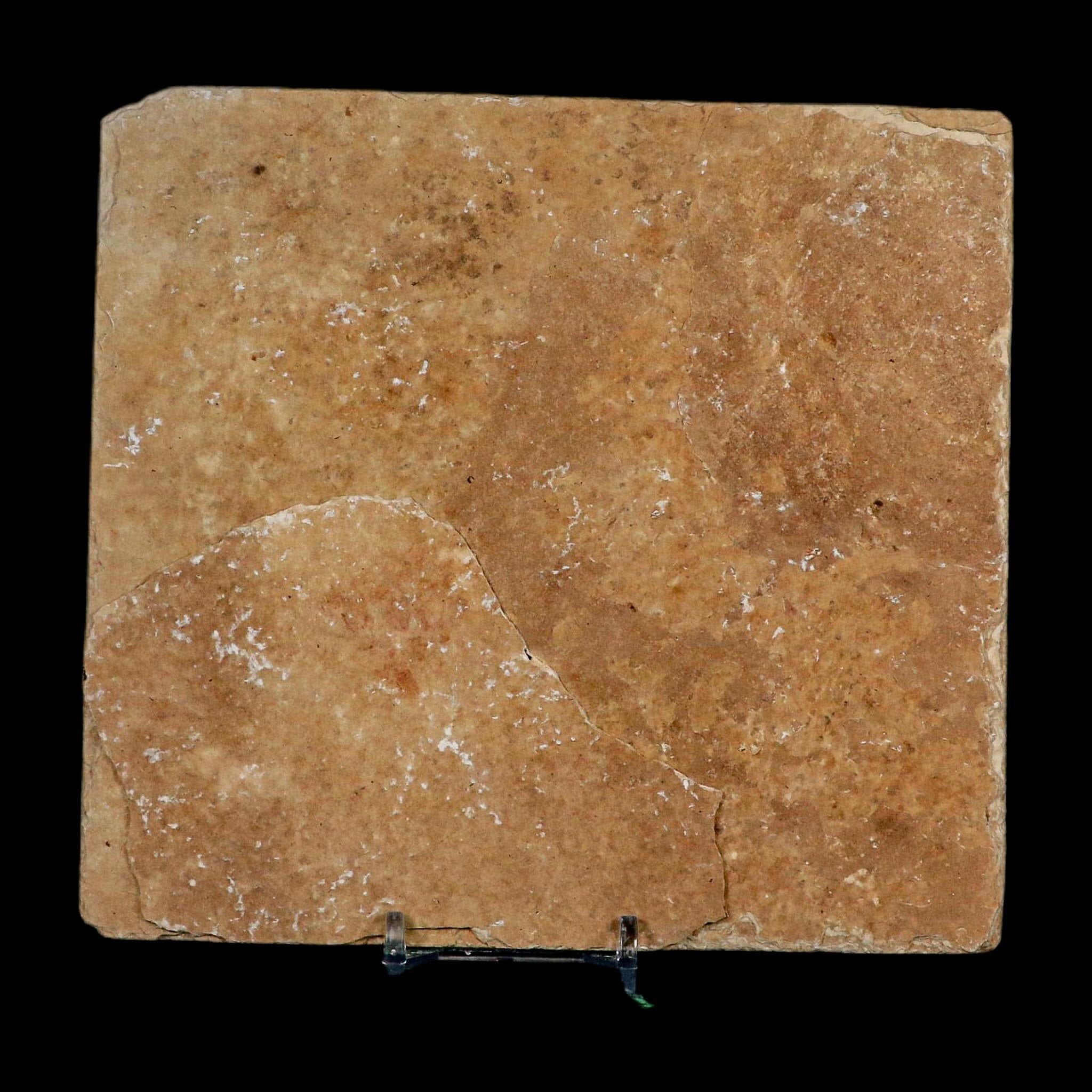 Diplomystus Dentatus And Knightia Fossil Fish Green River FM Wyoming COA, Stand - Fossil Age Minerals