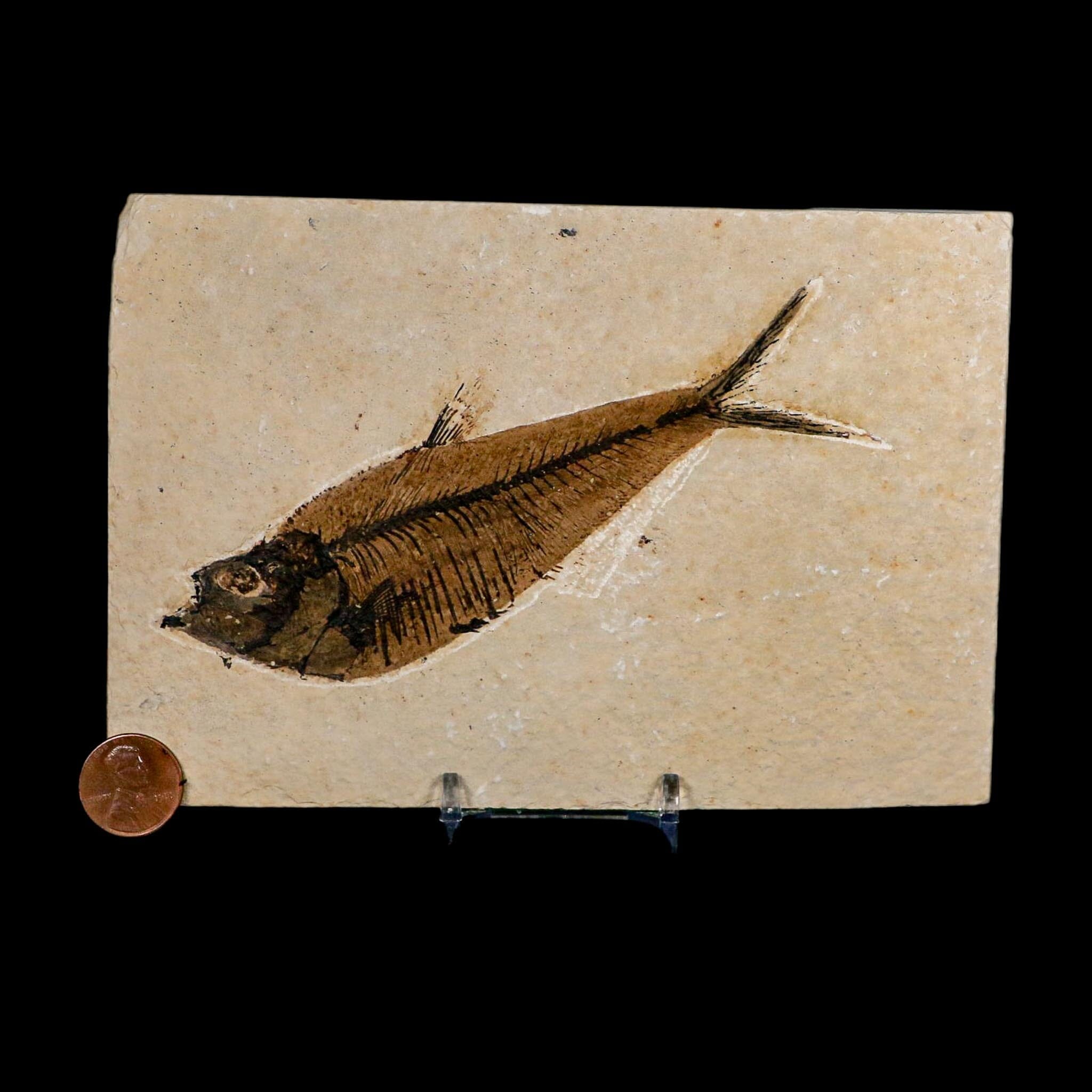 XL 5.2" Diplomystus Dentatus Fossil Fish Green River FM WY Eocene Age COA, Stand - Fossil Age Minerals
