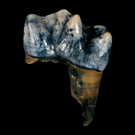 1.1" Tapir Tapirus Veroensis Fossil Tooth Pleistocene Age Withlacoochee River FL Display