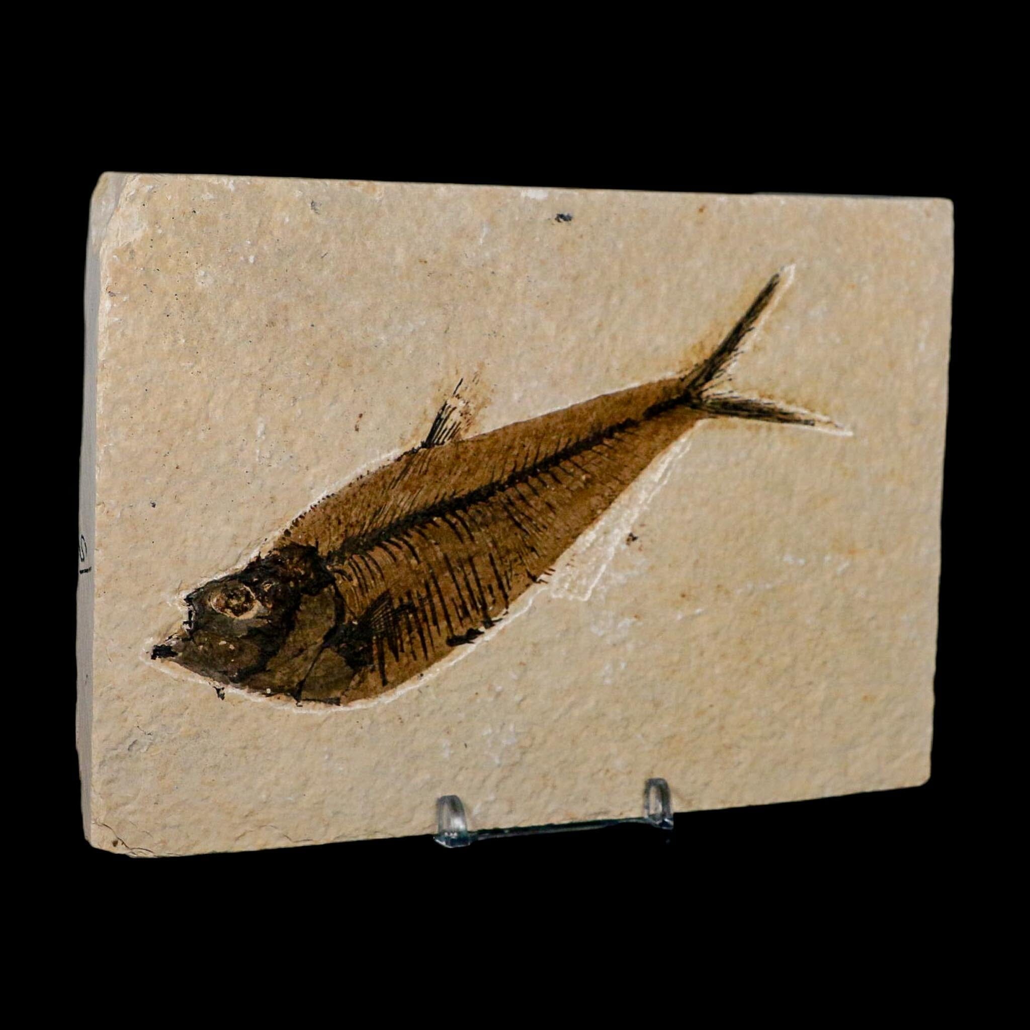 XL 5.2" Diplomystus Dentatus Fossil Fish Green River FM WY Eocene Age COA, Stand - Fossil Age Minerals