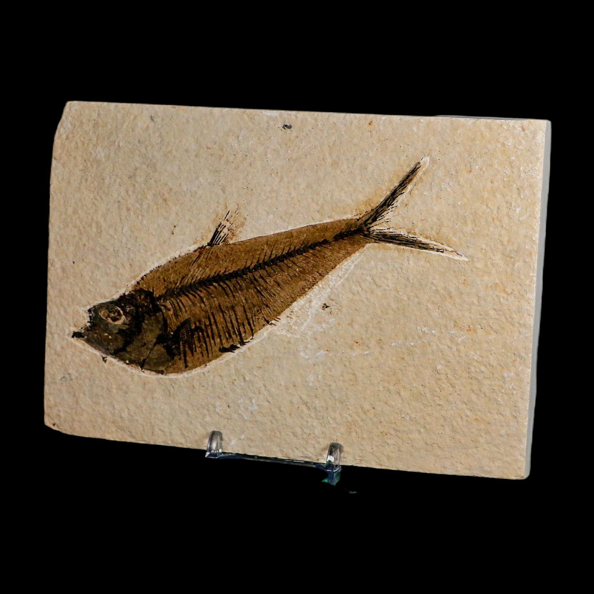 XL 5.2" Diplomystus Dentatus Fossil Fish Green River FM WY Eocene Age COA, Stand - Fossil Age Minerals