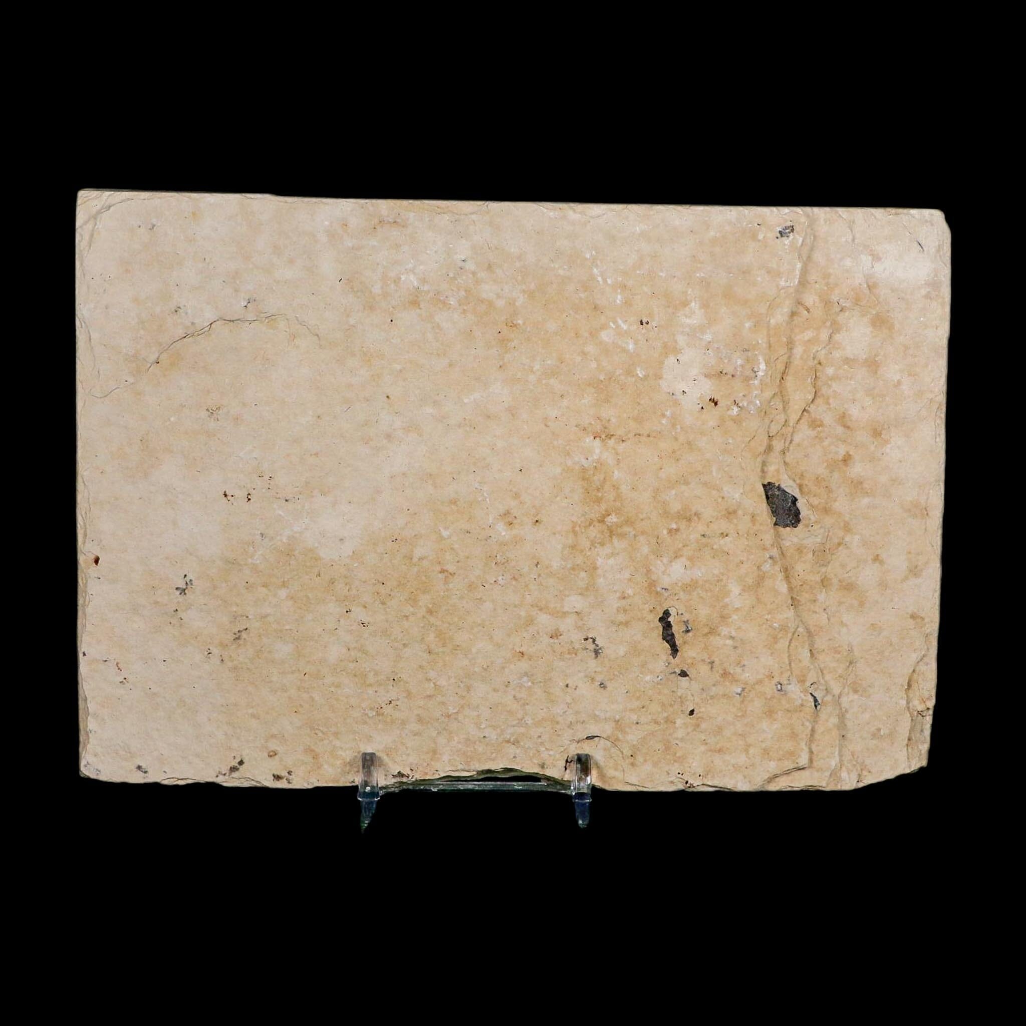XL 5.2" Diplomystus Dentatus Fossil Fish Green River FM WY Eocene Age COA, Stand - Fossil Age Minerals