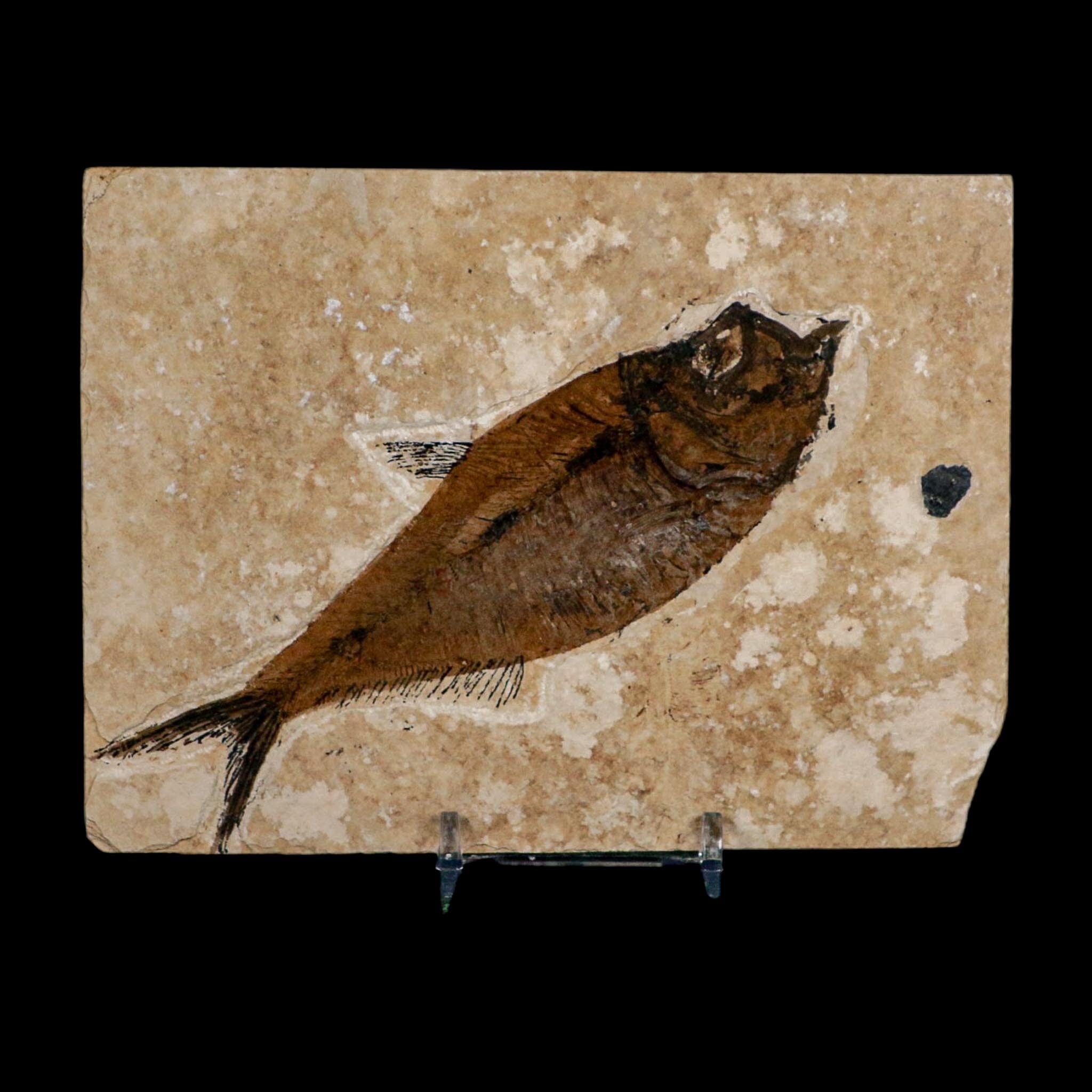 XL 5.2" Diplomystus Dentatus Fossil Fish Green River FM WY Eocene Age COA, Stand - Fossil Age Minerals