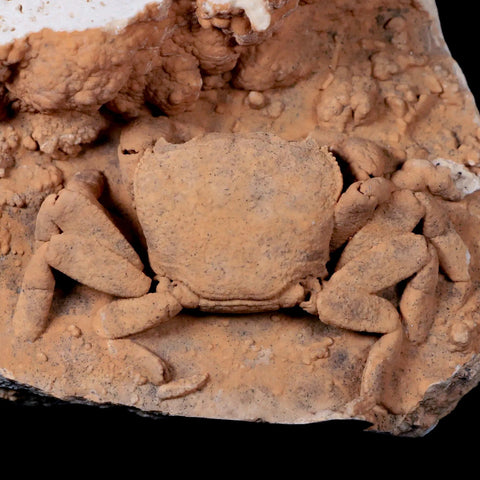 2.8" Potaman Sp Fossil Freshwater Crab In Travertine Denizli Basin Southwest Turkey - Fossil Age Minerals