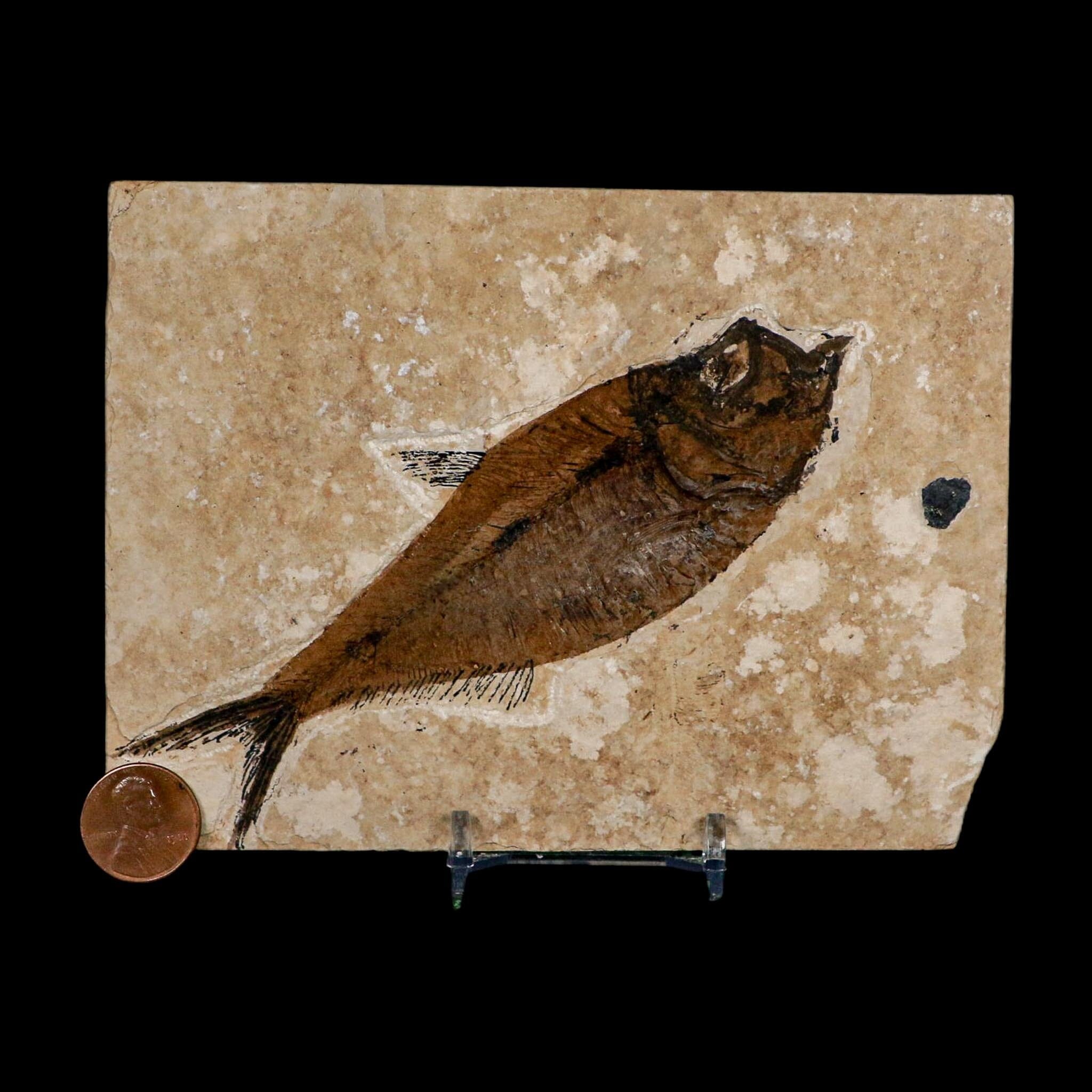 XL 5.2" Diplomystus Dentatus Fossil Fish Green River FM WY Eocene Age COA, Stand - Fossil Age Minerals
