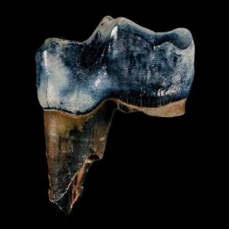 1.1" Tapir Tapirus Veroensis Fossil Tooth Pleistocene Age Withlacoochee River FL Display