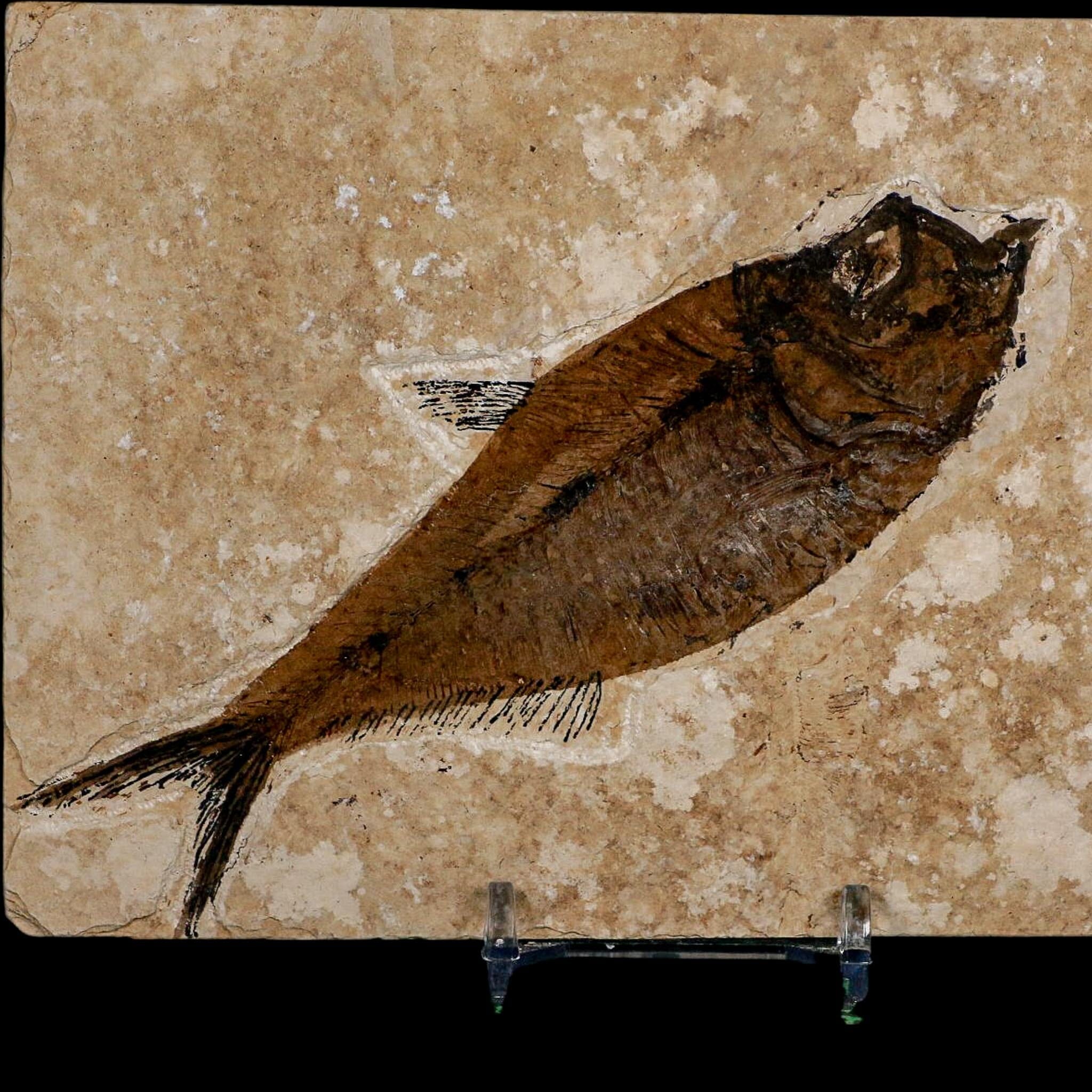 XL 5.2" Diplomystus Dentatus Fossil Fish Green River FM WY Eocene Age COA, Stand - Fossil Age Minerals