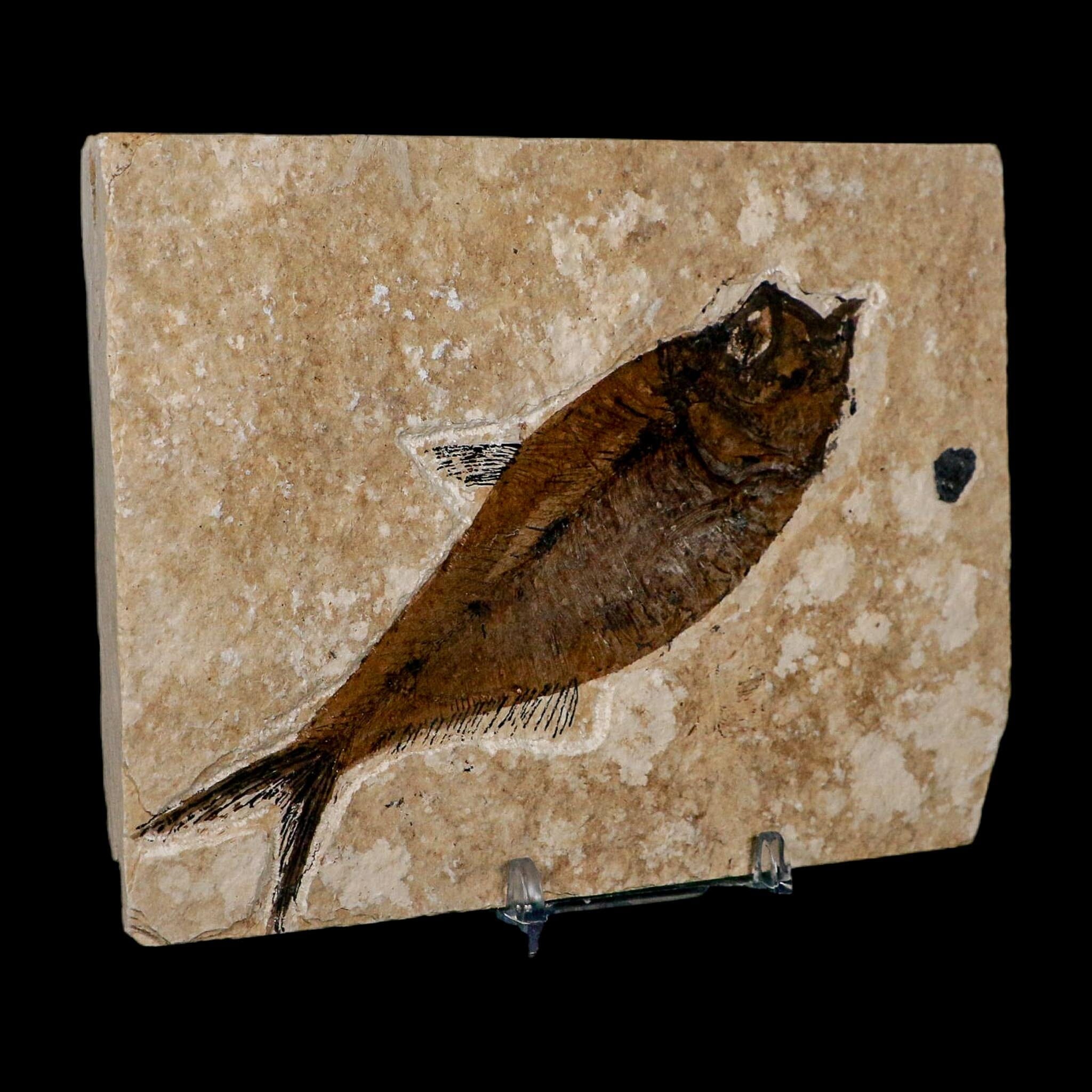 XL 5.2" Diplomystus Dentatus Fossil Fish Green River FM WY Eocene Age COA, Stand - Fossil Age Minerals