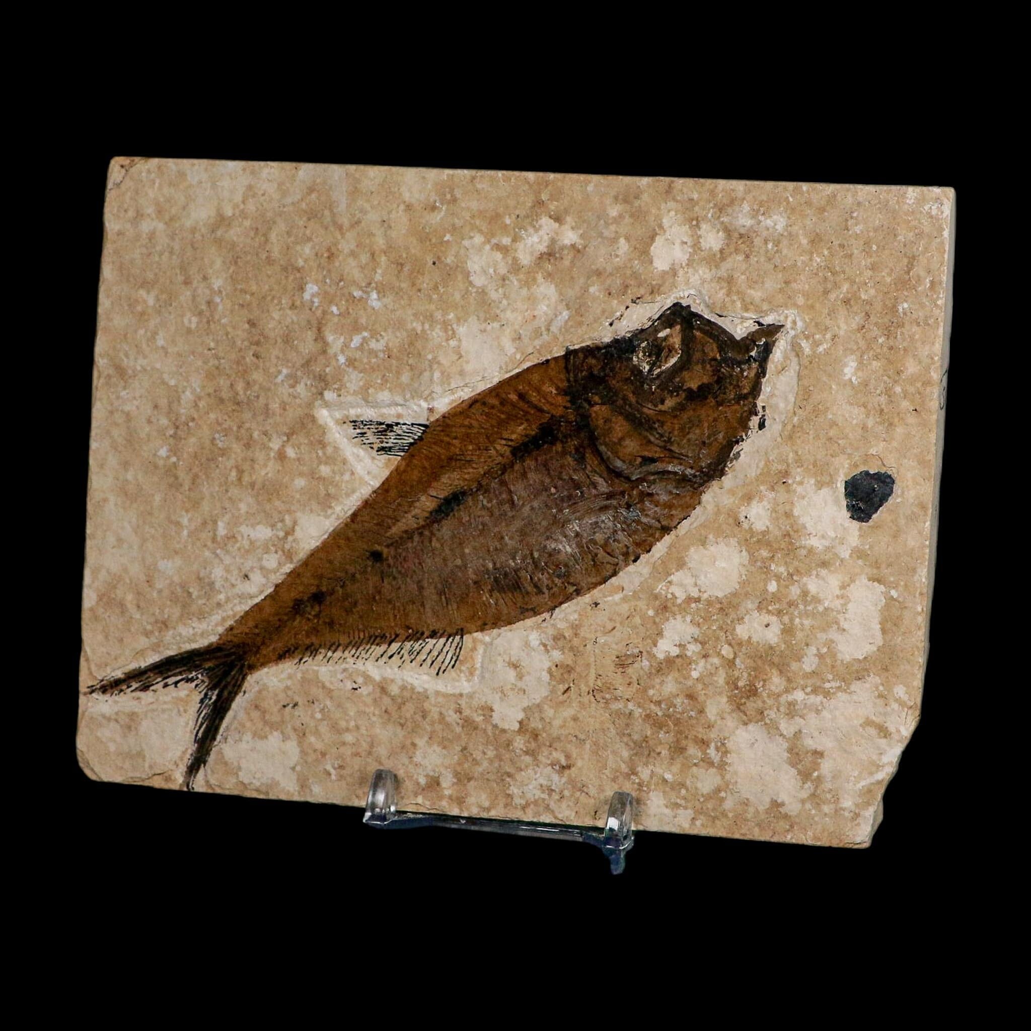 XL 5.2" Diplomystus Dentatus Fossil Fish Green River FM WY Eocene Age COA, Stand - Fossil Age Minerals