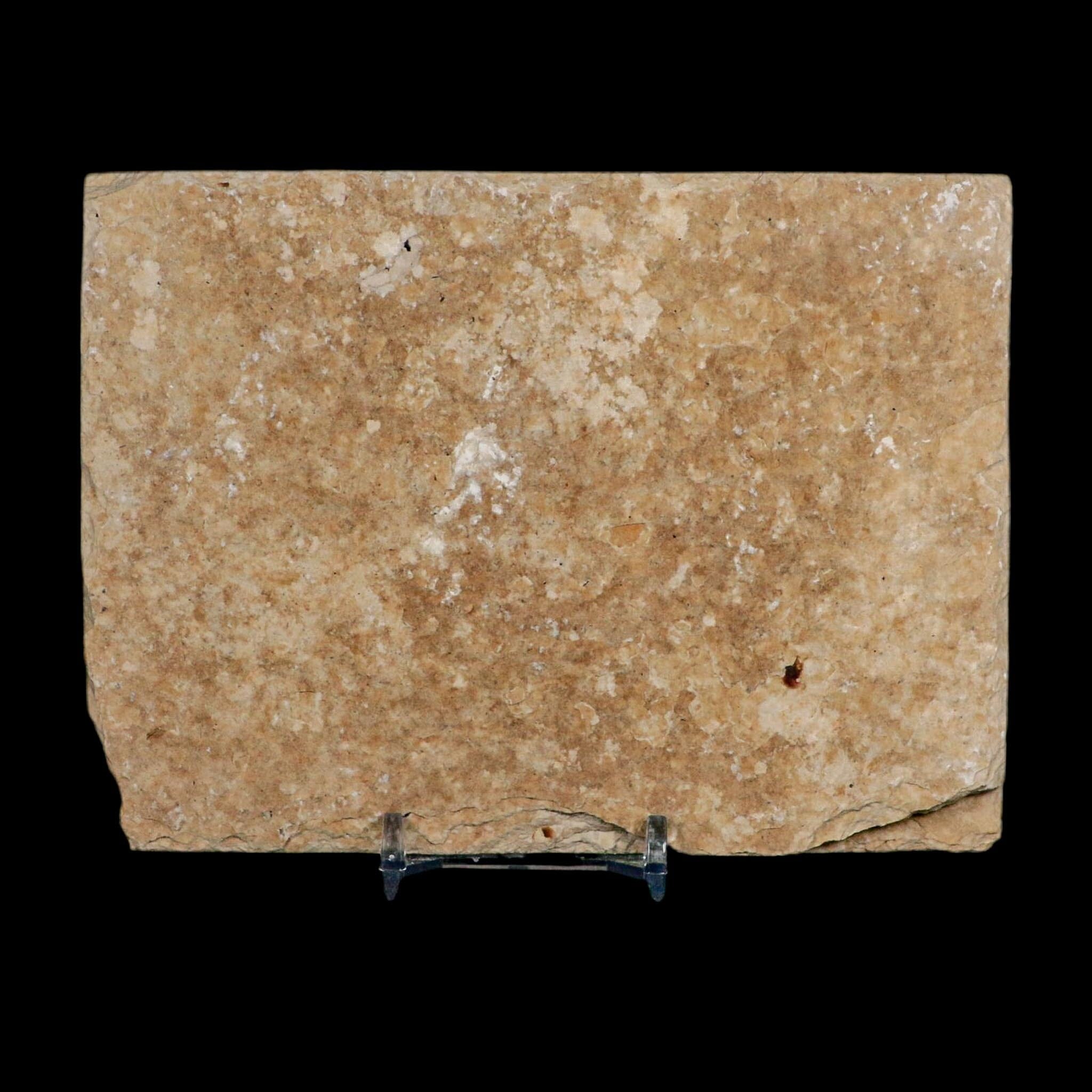 XL 5.2" Diplomystus Dentatus Fossil Fish Green River FM WY Eocene Age COA, Stand - Fossil Age Minerals