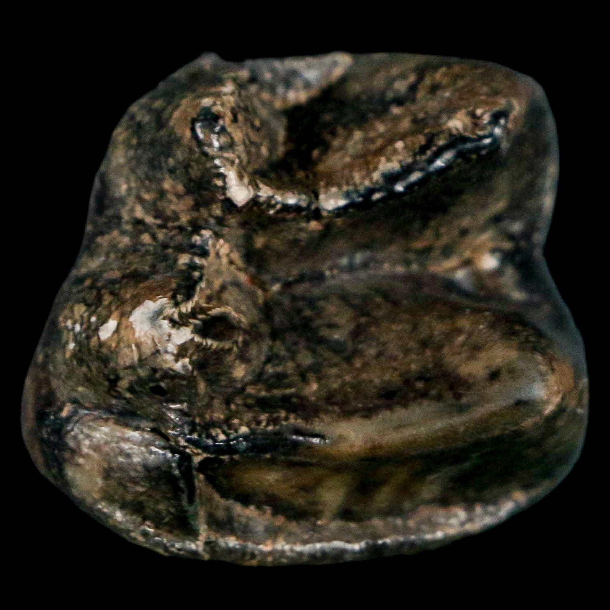 1.1" Tapir Tapirus Veroensis Fossil Tooth Pleistocene Age Withlacoochee River FL Display - Fossil Age Minerals