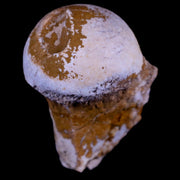1.4" Oreodont Merycoidodon Fossil Femur Head Bone Oligocene Age Badlands SD COA