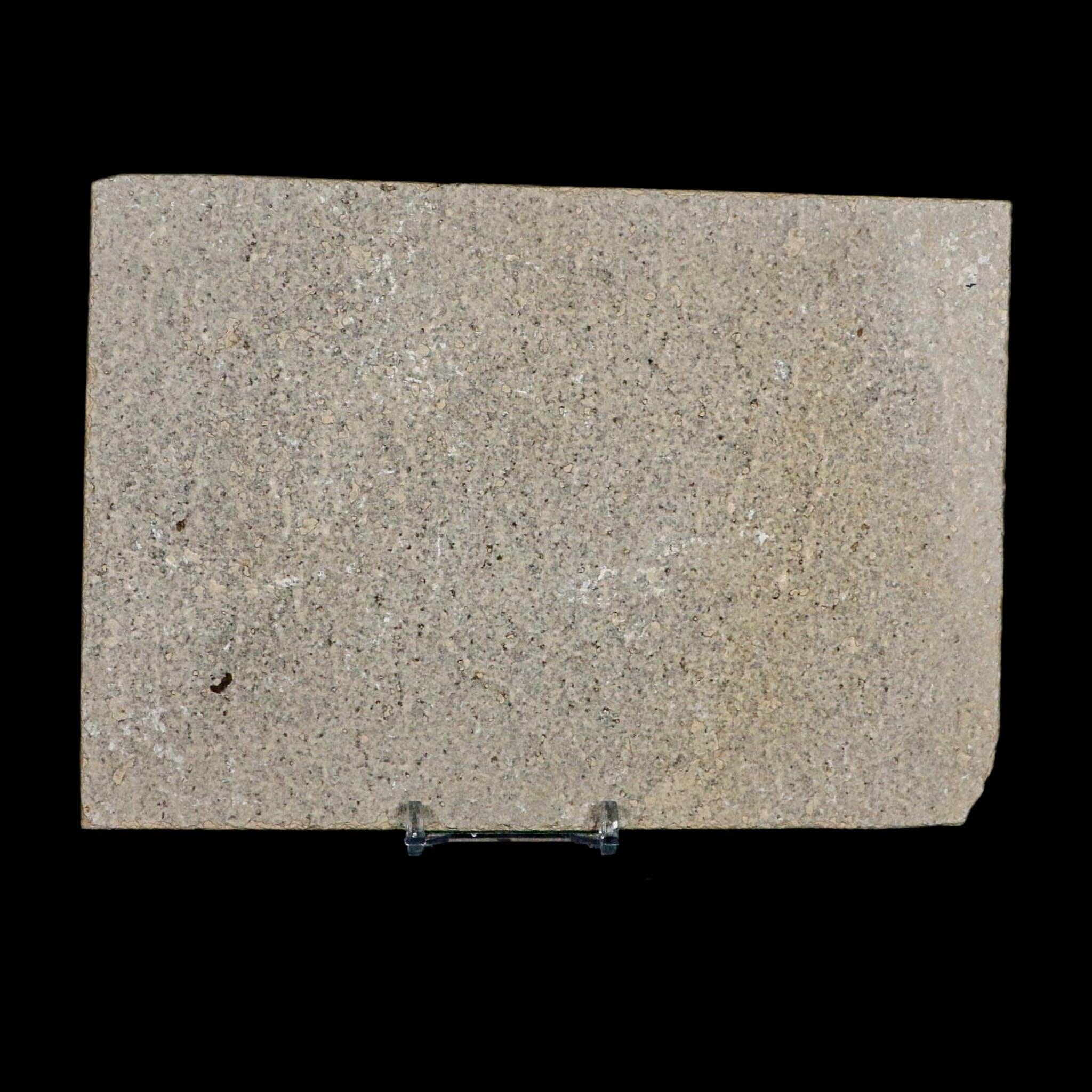 XL 4.4" Knightia Eocaena Fossil Fish Green River FM WY Eocene Age COA And Stand - Fossil Age Minerals