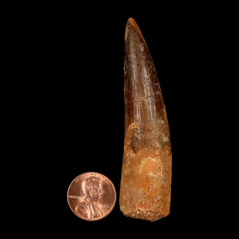 XL 3" Spinosaurus Fossil Tooth 100 Million Years Old Cretaceous Dinosaur COA
