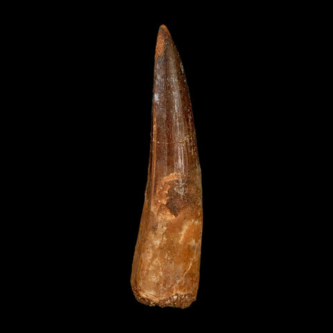 XL 3" Spinosaurus Fossil Tooth 100 Million Years Old Cretaceous Dinosaur COA