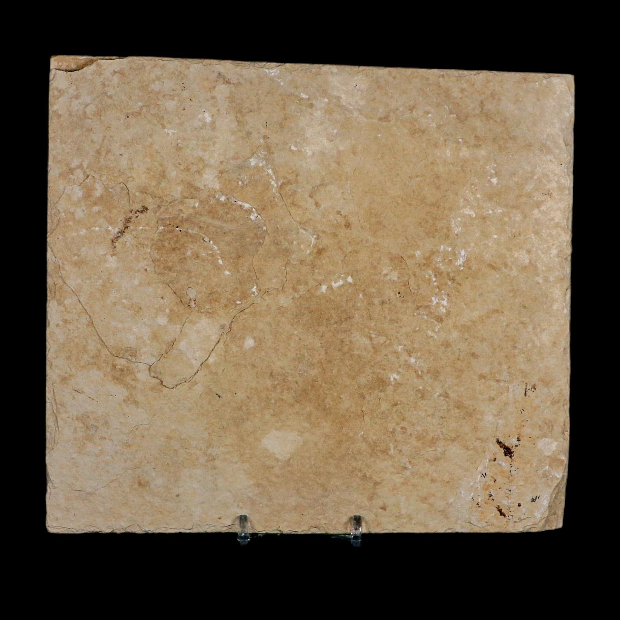 XXL 5.3" Knightia Eocaena Fossil Fish Green River FM WY Eocene Age COA And Stand - Fossil Age Minerals
