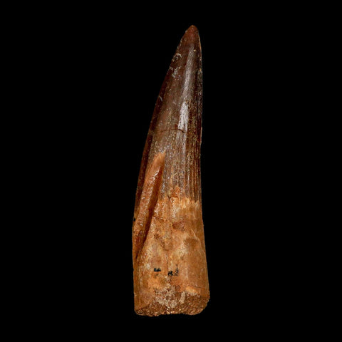 XL 3" Spinosaurus Fossil Tooth 100 Million Years Old Cretaceous Dinosaur COA