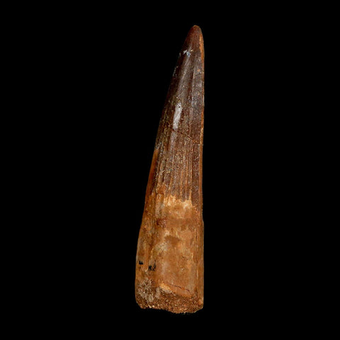 XL 3" Spinosaurus Fossil Tooth 100 Million Years Old Cretaceous Dinosaur COA