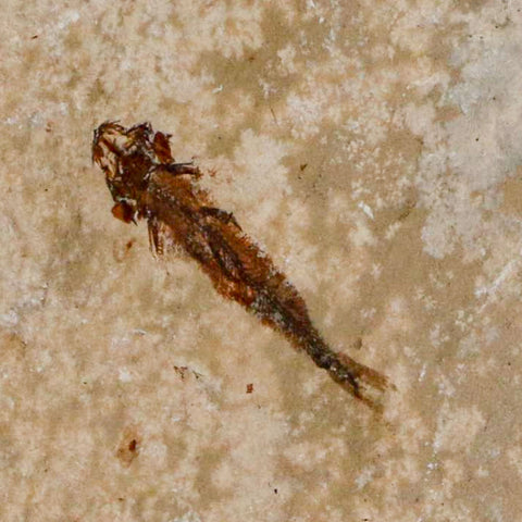 0.9" Hemisaurida Fossil Fish Plate Cretaceous Dinosaur Age Hakel Lebanon - Fossil Age Minerals