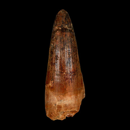 2.9" Spinosaurus Fossil Tooth 100 Million Years Old Cretaceous Dinosaur COA