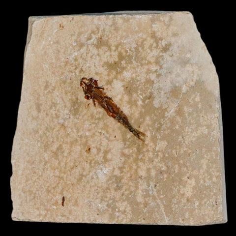 0.9" Hemisaurida Fossil Fish Plate Cretaceous Dinosaur Age Hakel Lebanon - Fossil Age Minerals