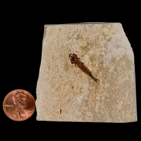 0.9" Hemisaurida Fossil Fish Plate Cretaceous Dinosaur Age Hakel Lebanon - Fossil Age Minerals