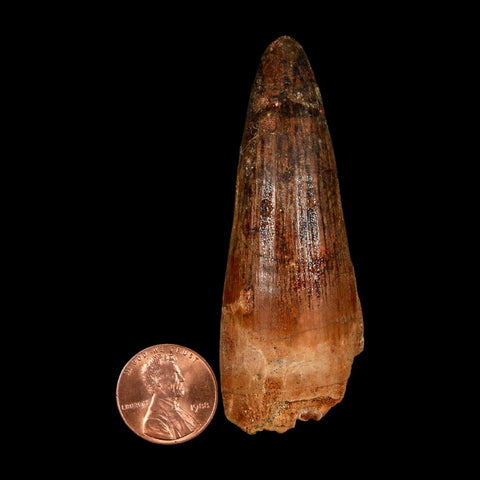 2.9" Spinosaurus Fossil Tooth 100 Million Years Old Cretaceous Dinosaur COA