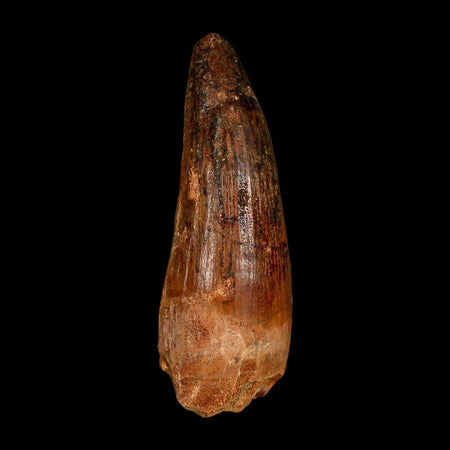 2.9" Spinosaurus Fossil Tooth 100 Million Years Old Cretaceous Dinosaur COA
