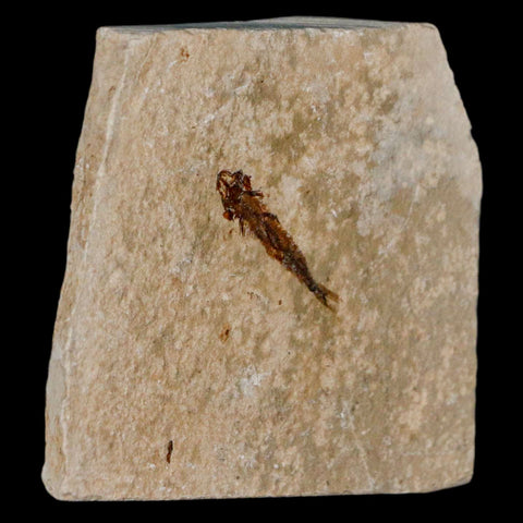 0.9" Hemisaurida Fossil Fish Plate Cretaceous Dinosaur Age Hakel Lebanon - Fossil Age Minerals