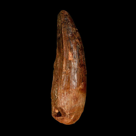 2.9" Spinosaurus Fossil Tooth 100 Million Years Old Cretaceous Dinosaur COA