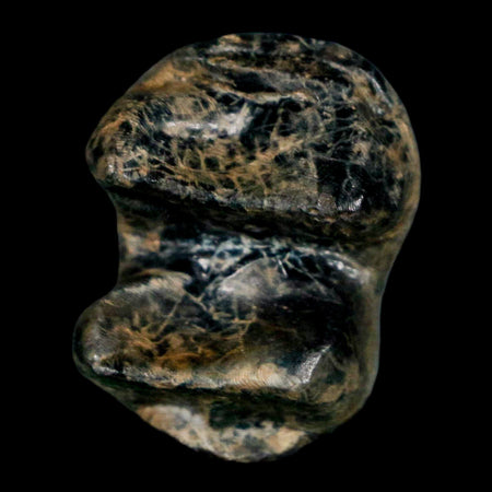 1.1" Tapir Tapirus Veroensis Fossil Tooth Pleistocene Age Withlacoochee River FL Display