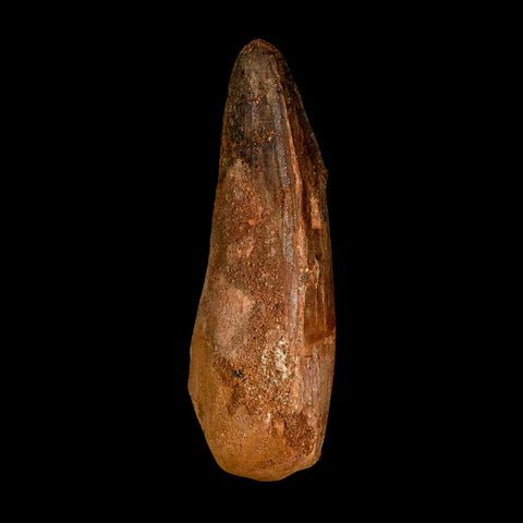 2.9" Spinosaurus Fossil Tooth 100 Million Years Old Cretaceous Dinosaur COA