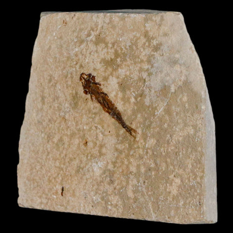 0.9" Hemisaurida Fossil Fish Plate Cretaceous Dinosaur Age Hakel Lebanon - Fossil Age Minerals