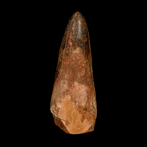 2.9" Spinosaurus Fossil Tooth 100 Million Years Old Cretaceous Dinosaur COA